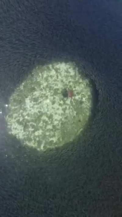 🔥 A turtle swimming through a school of fish