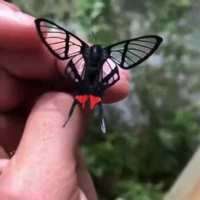The octauius swordtail (Chorinea octauius) or red-tailed clearmark is a species of butterfly of the family Riodinidae found in South America. There is currently very little information about this species of butterfly despite its stunning appearance.