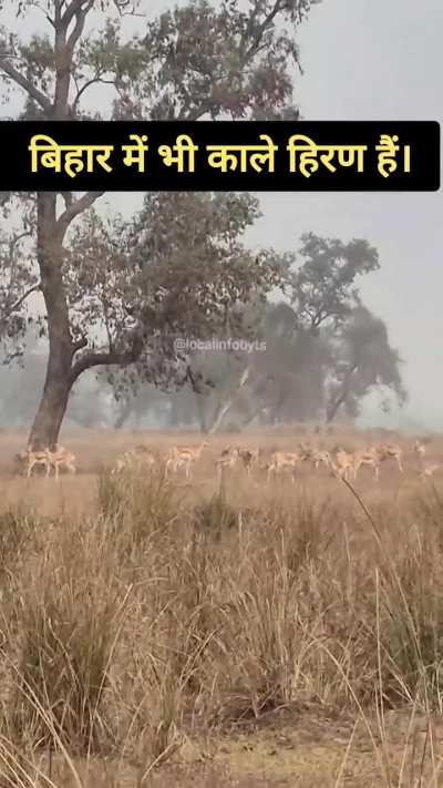 Buxar black buck (काले हिरण)