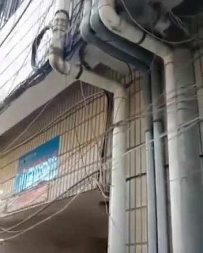 🔥 This tree defying all odds and growing through a pipe along the side of a building 🔥