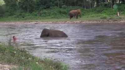 Baby elephant thought man was drowning and rushed to save him