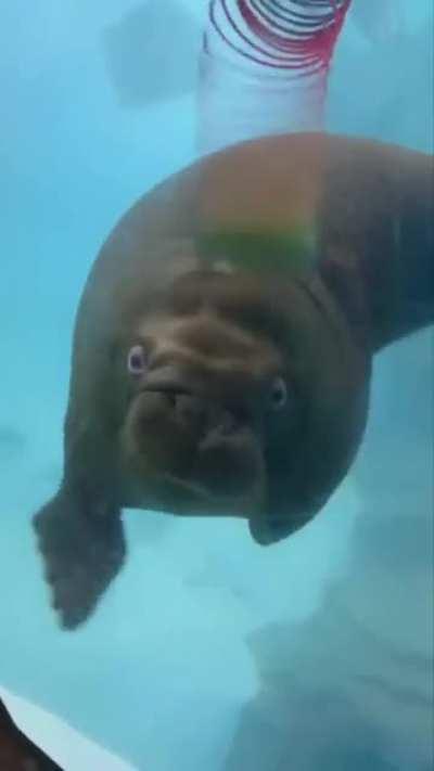 Baby Walrus Is Fascinated with a Slinky