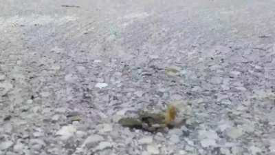 Small crab dragged and smeared across the ground