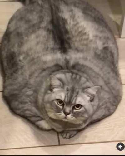 She’s a rescue cat and is currently on a diet