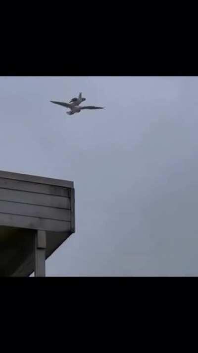 when the albatross hangs motionless overhead