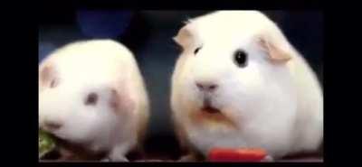 There are two types of stoned people