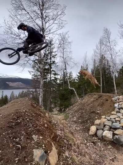 Trail dog absolutely nails a big jump