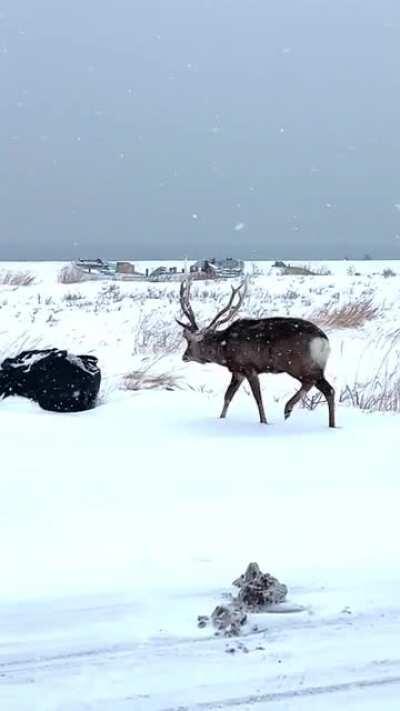 When a deer fight went wrong