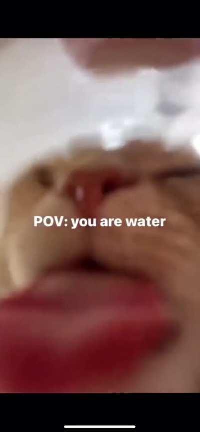 if i’m water then who is cat?