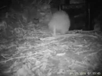 This kiwi falling over from excitement of finding a surprise food box