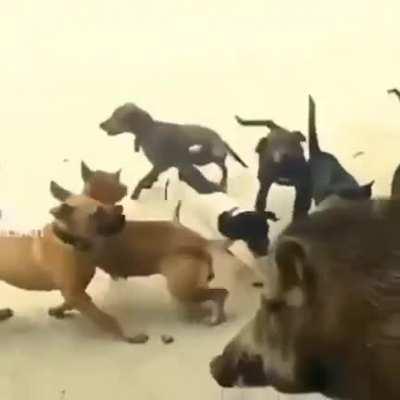 Wild boar got into a fight