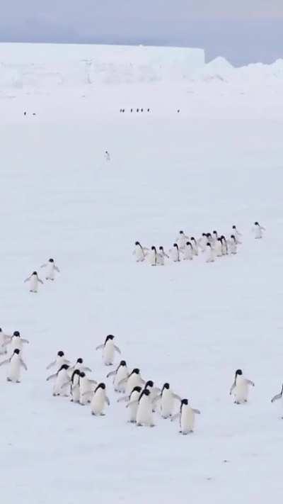 For friends who love penguins🐧