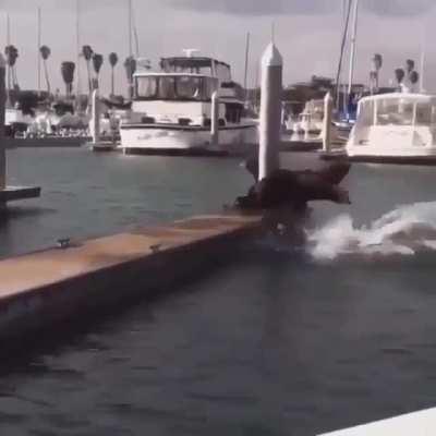 Dog clear HIS dock.