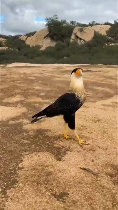 Crested Caracara (Sound On)