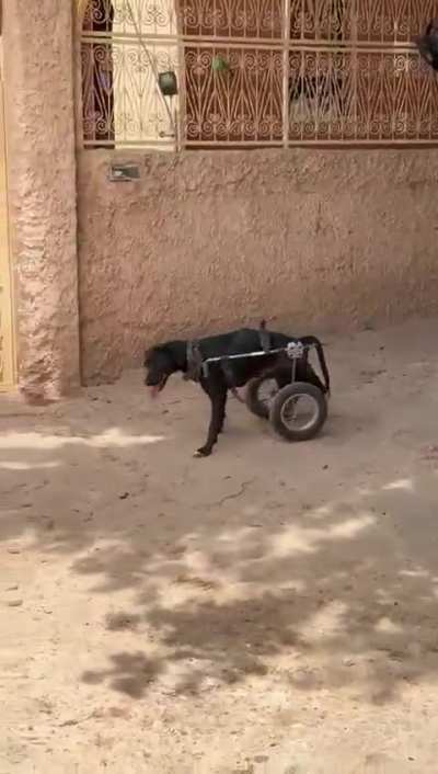 One of our disabled rescues here at our animal sanctuary got his new wheels!