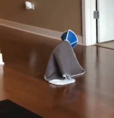 Cat after coming back from the vet