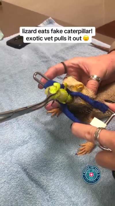 Lizard eats fake caterpillar 🐛