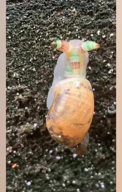 Leucochloridium, a parasitic worm that invades a snail's eyestalks, where it pulsates to imitate a caterpillar. The worm then mind-controls its host out into the open for hungry birds to pluck its eyes out.