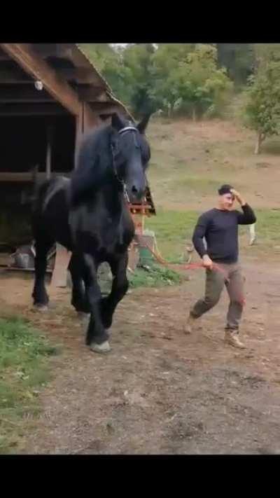 Absolute unit of a steed