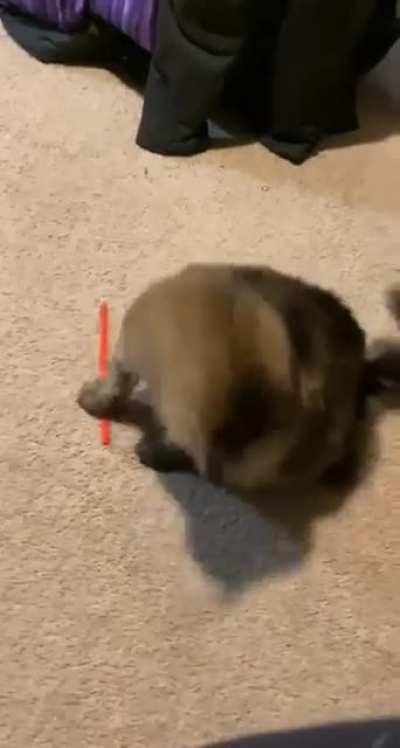 My sister’s cat, everyone.