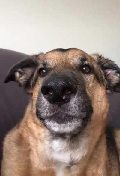 Mom wont let doggo bark