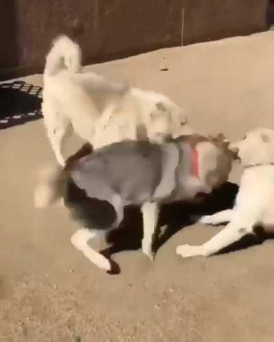 Dogs enjoy some light/dark meat