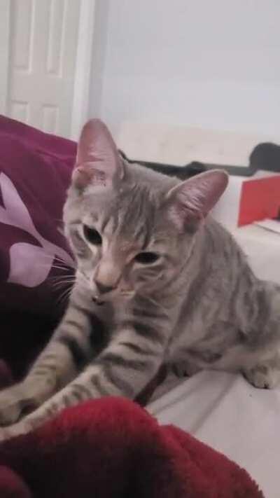 Nebula makes biscuits anytime she gets on my bed.