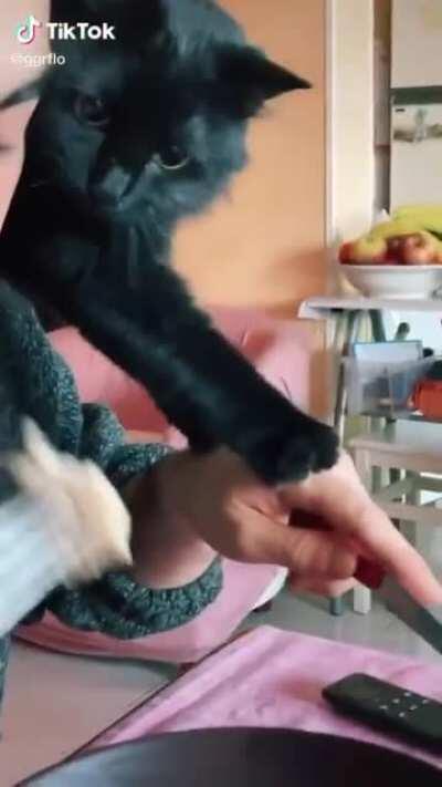 the cat wants your food