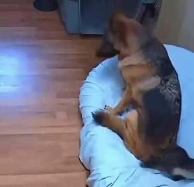 Poor cat just wanted to nap in peace