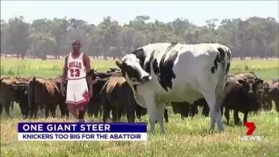 This giant ass cow.