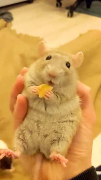 ❤️ I proudly present the happiest, fluffiest serotonin potato ❤️