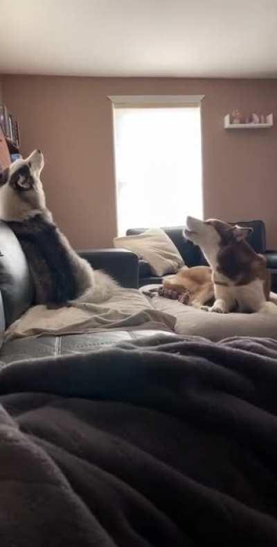 The owner also joined in