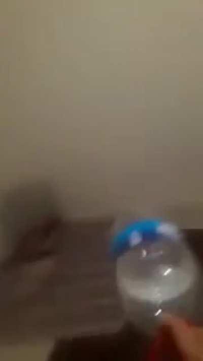 yarasa salag bi hayvan