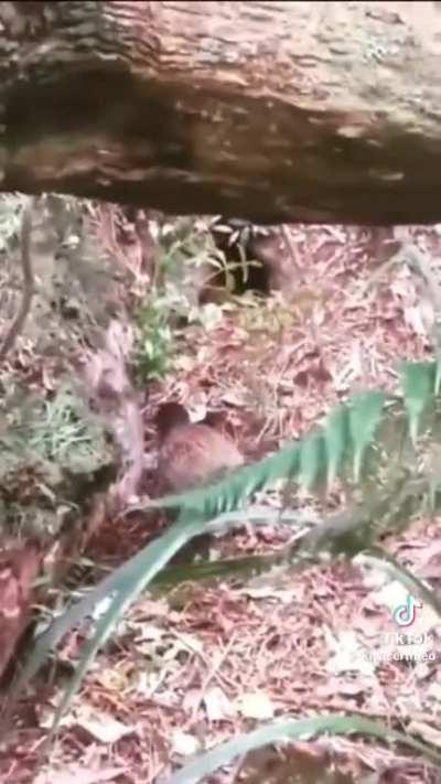 without the obnoxious music