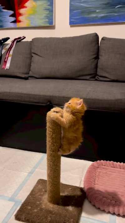 Adorable little kitty's 😍 