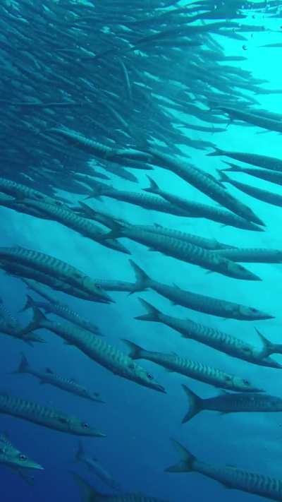 Silent procession beneath the wavy veil