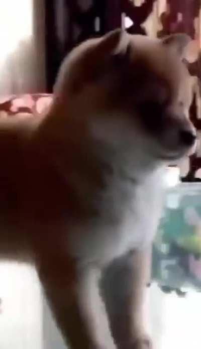 Shiba Cycle on a Lazy Susan