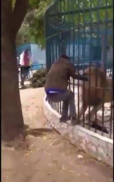 WCGW if I put my hand in a lion’s cage?