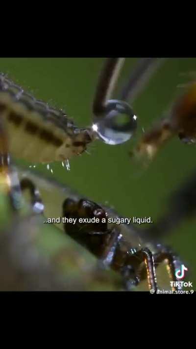 How a seemingly defenseless Mother Treehopper can protect her young.