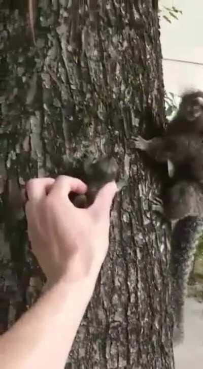 Helping a baby marmoset get back to her mama