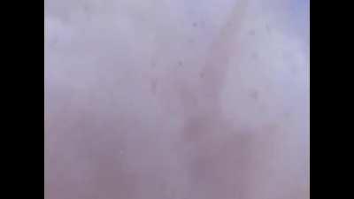 Tiger 2 vs dinosaur (Izenborg episode 11)