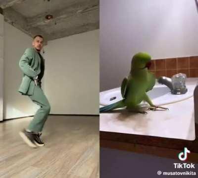 It looks like the same thing to me 🐦 