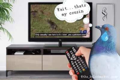 Even birds are helping free Kashmir 🇵🇰🦅🦅🦅💪💪💪 Origin says Alexandria, soul says Karachi ❤️❤️❤️