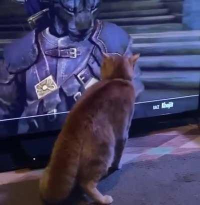 Kitty doesn’t know how to handle a Khajit