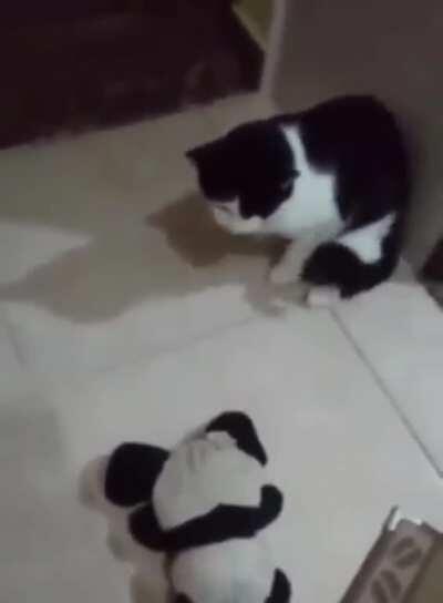 😳😳😳😳😳😳 carai felipe