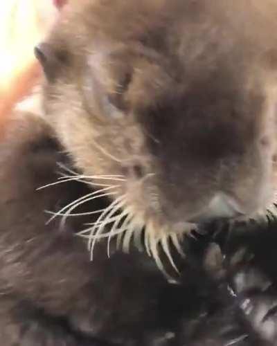 Joey *cronches* his ice treats!