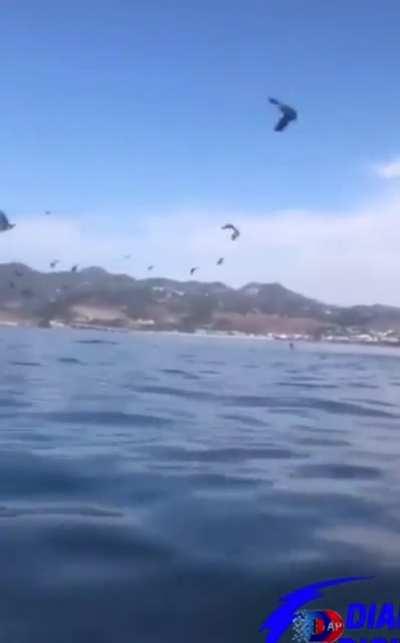 Two kayakers off the coast of California getting sucked into a whales mouth.