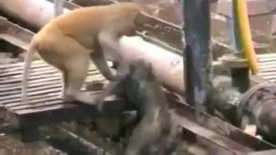 A monkey revives his electrocuted friend at a train station in India