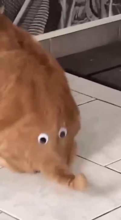 There's an elephant on the kitten's butt.