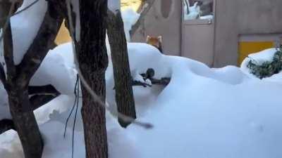 Red Panda Zoomies in the newly-fallen snow.